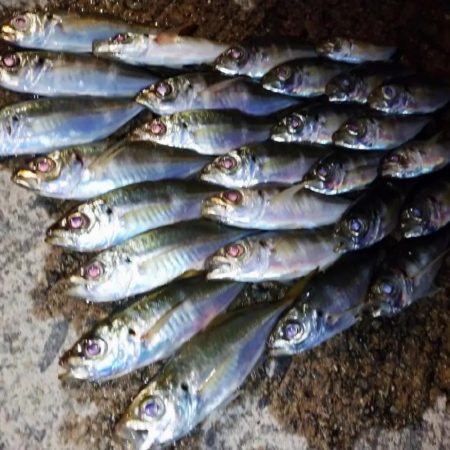 久々のアジング