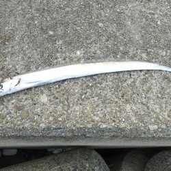 貝塚人工島 青物はお休みのようです。