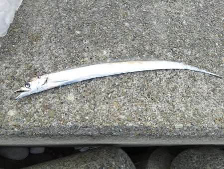 貝塚人工島 青物はお休みのようです。