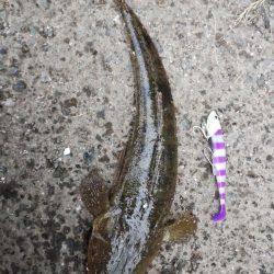 初魚種となるマゴチ登場