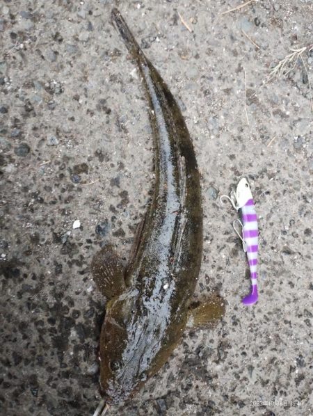 初魚種となるマゴチ登場