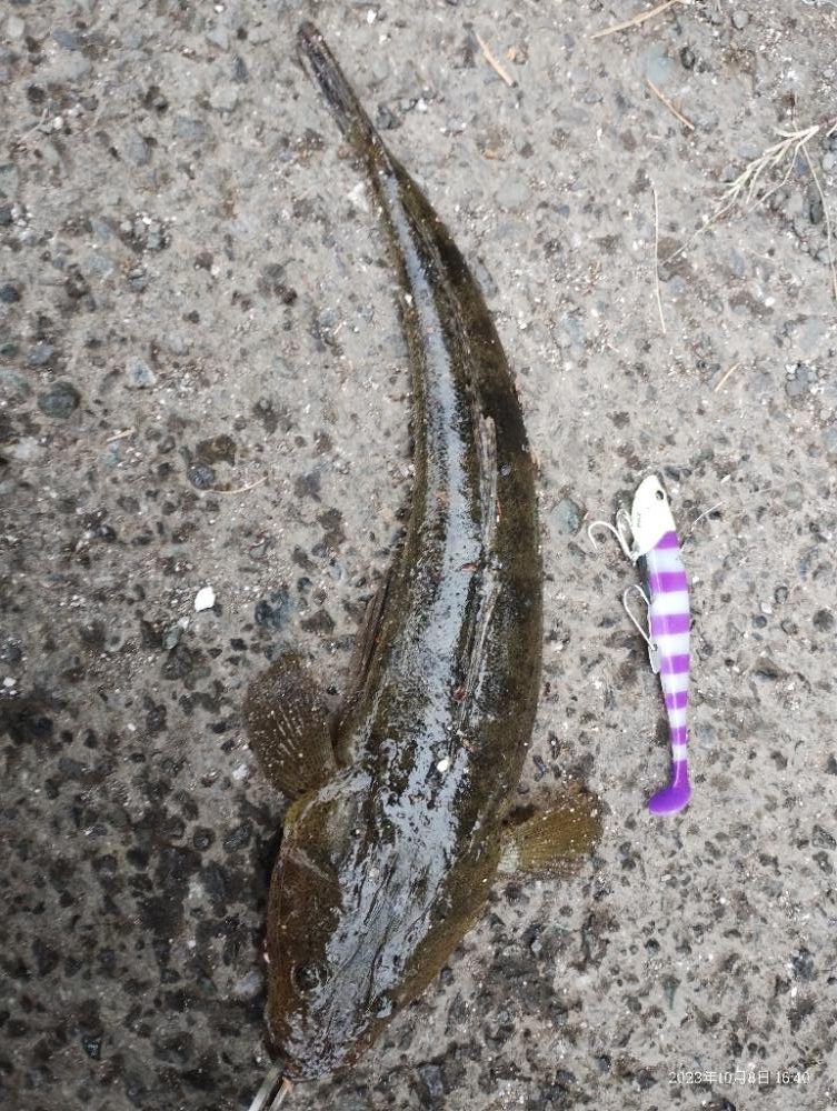 初魚種となるマゴチ登場