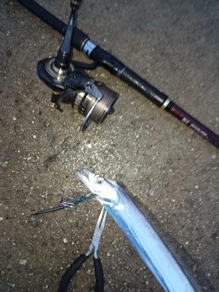 オマケ的に釣れたタチウオ…