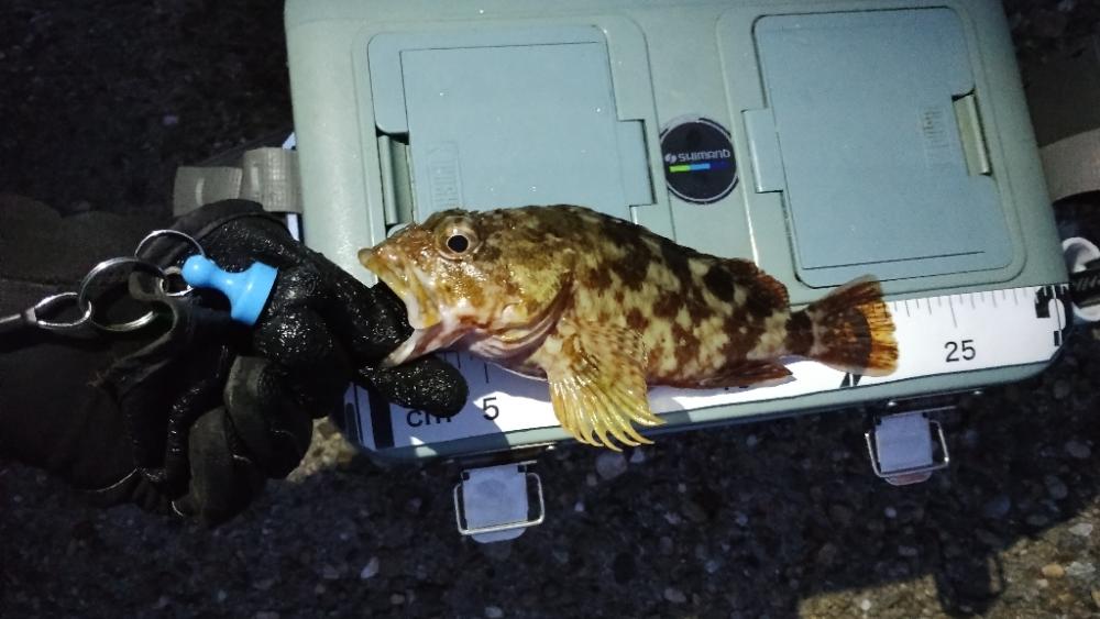 ガシリングのちショアジギング