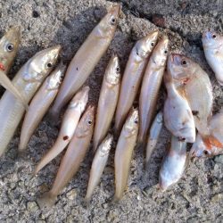 淡路島のキス調査