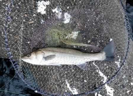 シーバス始まった