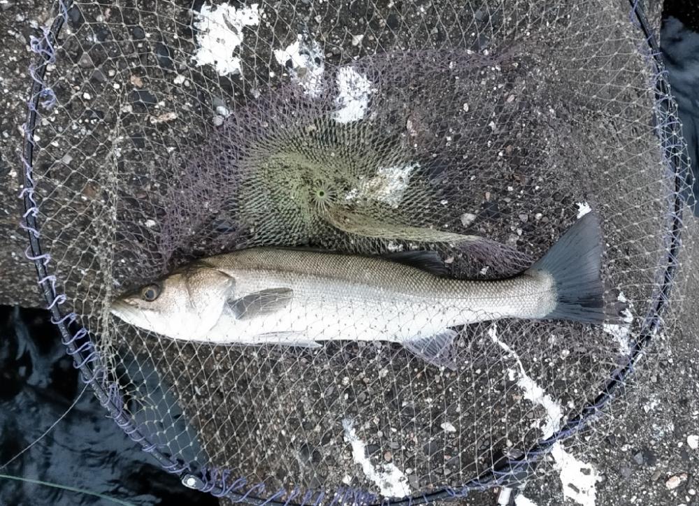 シーバス始まった