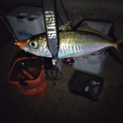 本命のカワハギには会えず…