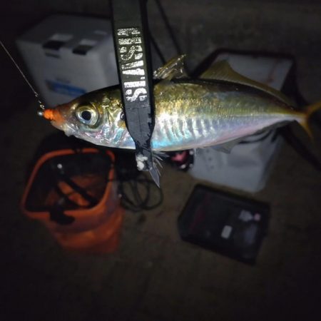 本命のカワハギには会えず…