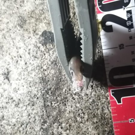 イカ用のアジ釣り