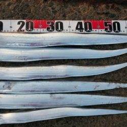 渋い、、、一方釣れたら良型。