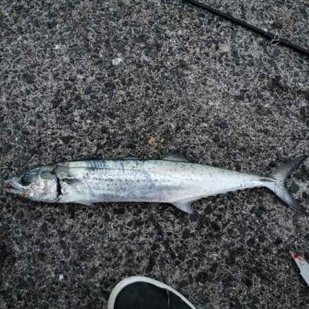 暴風とタチウオと