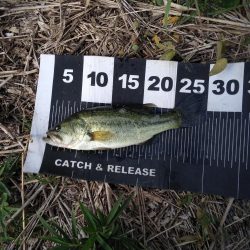 久しぶりのバスフィッシング