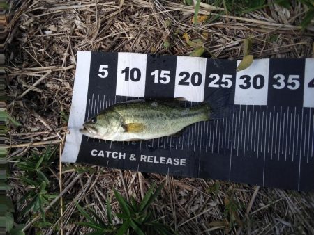 久しぶりのバスフィッシング