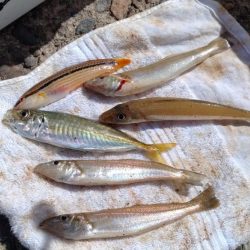 久々の播磨新島釣行