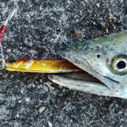 武庫川一文字でサゴシ