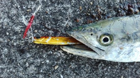 武庫川一文字でサゴシ