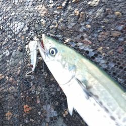 渋い状況の中でのヒット