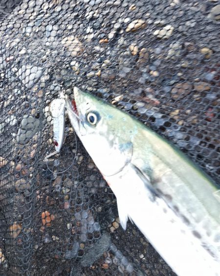 渋い状況の中でのヒット