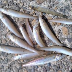 シーズン４回目の津居山釣行