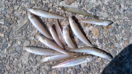 シーズン４回目の津居山釣行