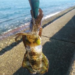 無くしました(T^T)