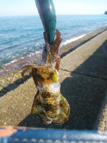 無くしました(T^T)