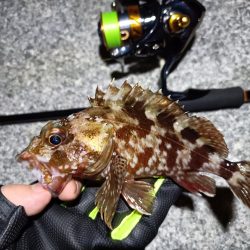 2023/10/24 南港ライトゲーム釣行 (ロックフィッシュ狙い)