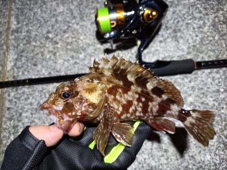 2023/10/24 南港ライトゲーム釣行…