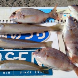 型が良くなり始めた播磨新島のキス