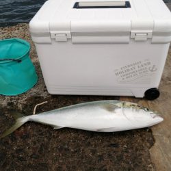 メジロ＆サゴシ