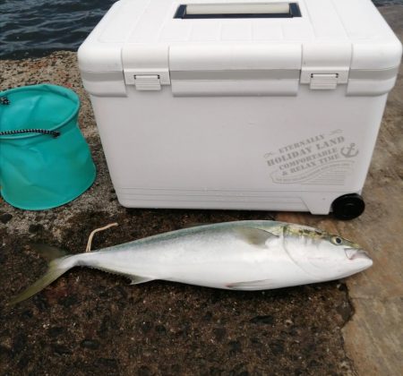 メジロ＆サゴシ