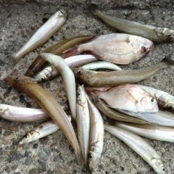 良型キスがアタリ始めました