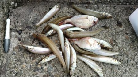 良型キスがアタリ始めました