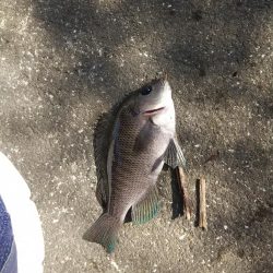 久しぶりの釣行