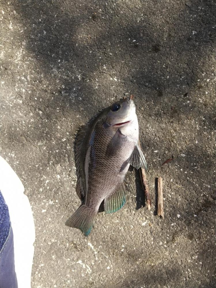 久しぶりの釣行