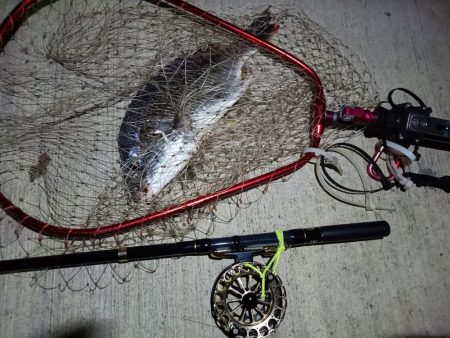 2023/10/28 南港ヘチ釣り釣行