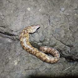 ウツボにキンギョ