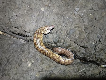 ウツボにキンギョ