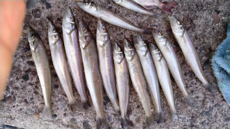 短い時合いを捉える事が出来ました