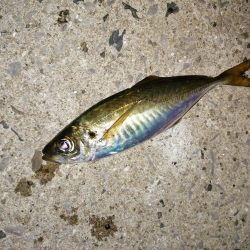 海水温と反比例