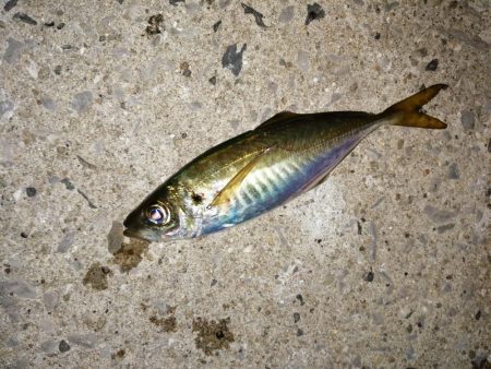 海水温と反比例