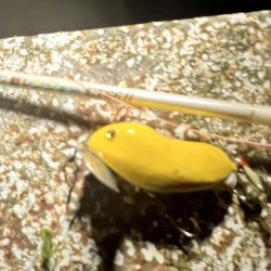 自作ルアーにて（ピーナッツ君）