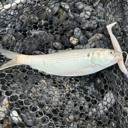 エギング撃沈、ショアジギでサゴシとコノシロ