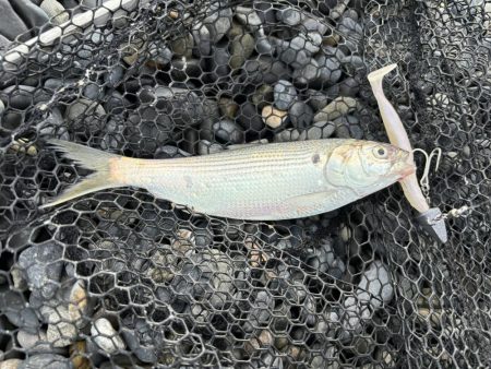 エギング撃沈、ショアジギでサゴシとコノシロ