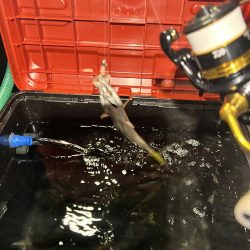 ヒイカ釣りのつもりが