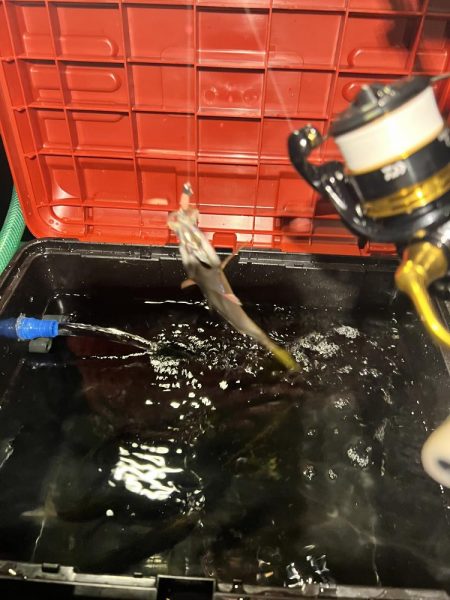 ヒイカ釣りのつもりが