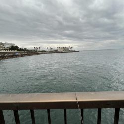 ウリボウフィーバー