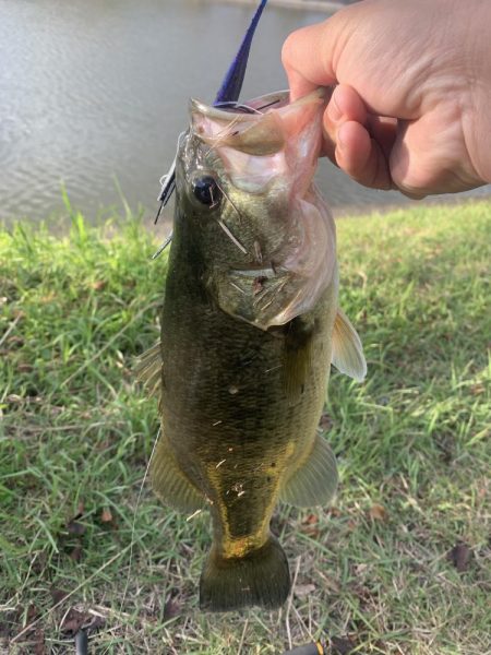 秋を感じながらのバス釣り