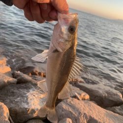 満潮前の夕まずめ